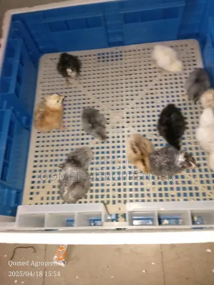 Day Old Chicks