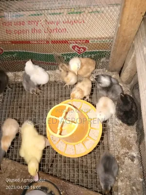 Day Old Chicks