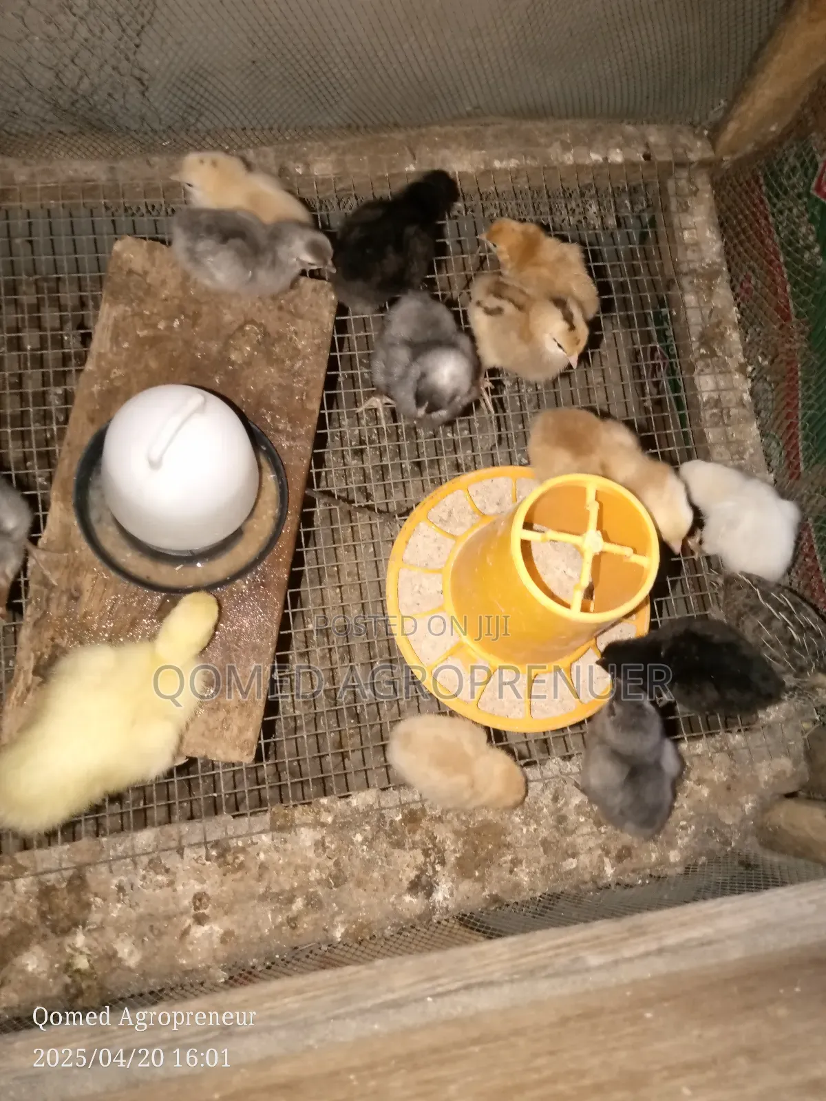 Day Old Chicks