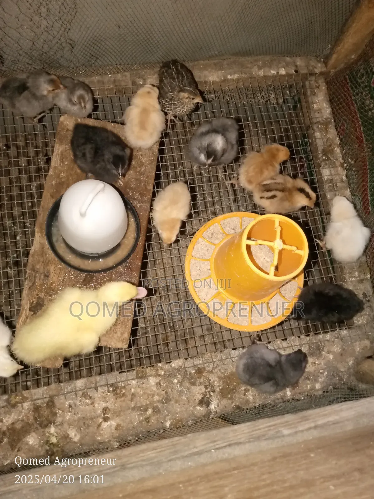 Day Old Chicks