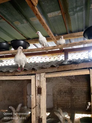 Pigeon Bird