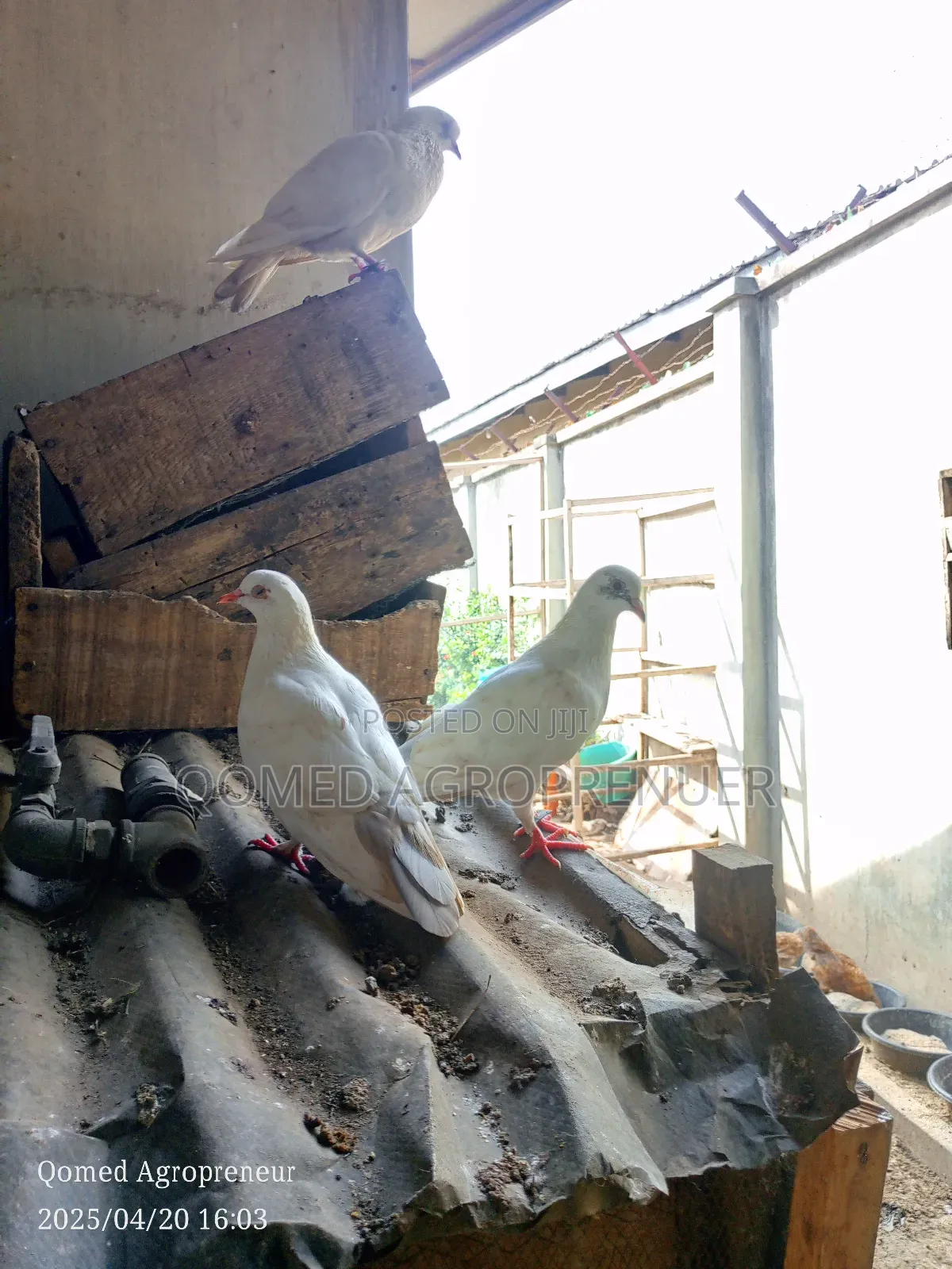 Pigeon Bird