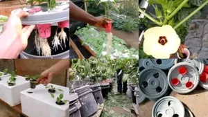 Hydroponics Nutrients Npk, Calcium Nitrate And Epsom Salt