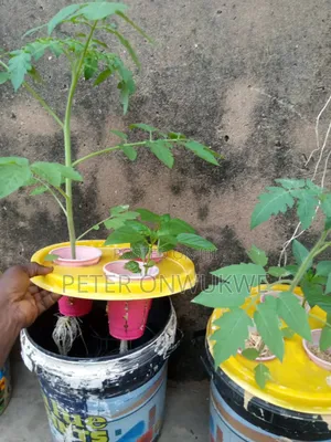 Hydroponics Nutrients Npk, Calcium Nitrate And Epsom Salt
