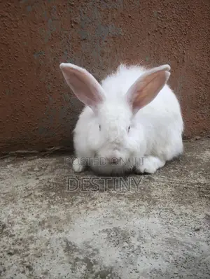 Healthy Bunnies Available for Sale