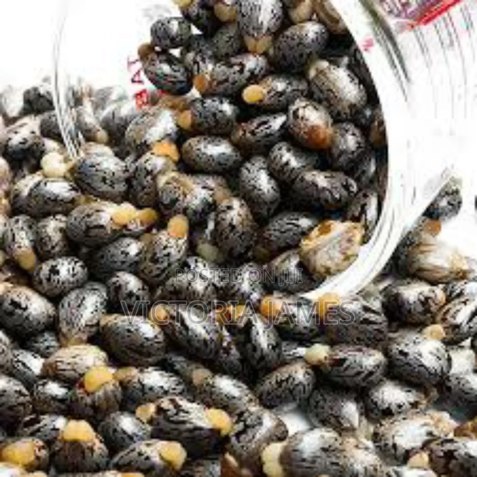 Castor Seeds