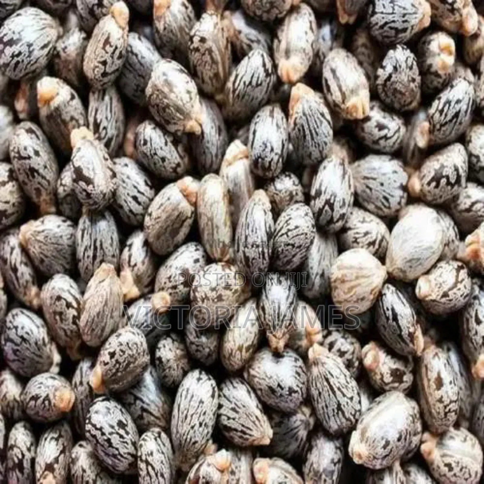 Castor Seeds