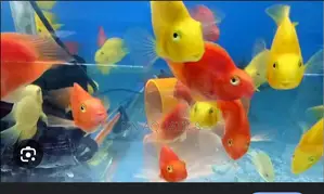 Imported Parrot Fish