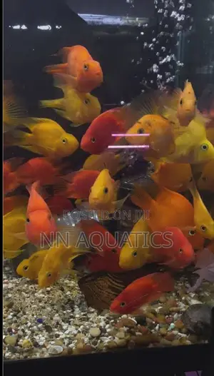 Imported Parrot Fish