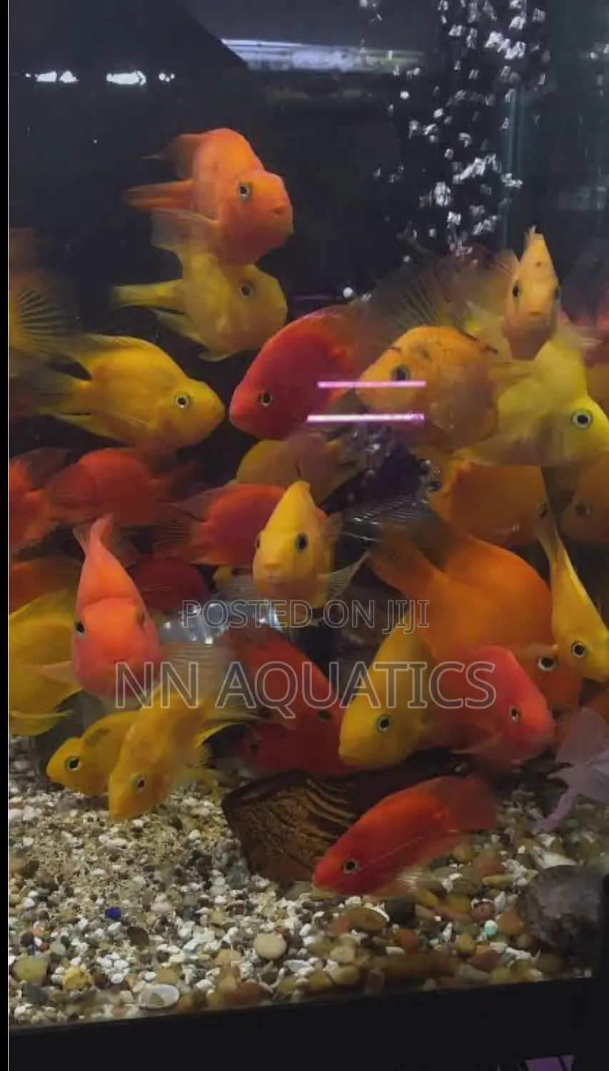 Imported Parrot Fish