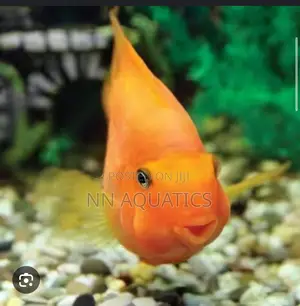 Imported Parrot Fish