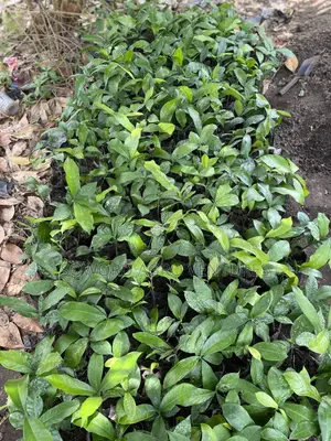 Bitter-Kola Seedlings
