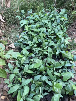Irvingia Wombulu (Ogbono) Seedlings