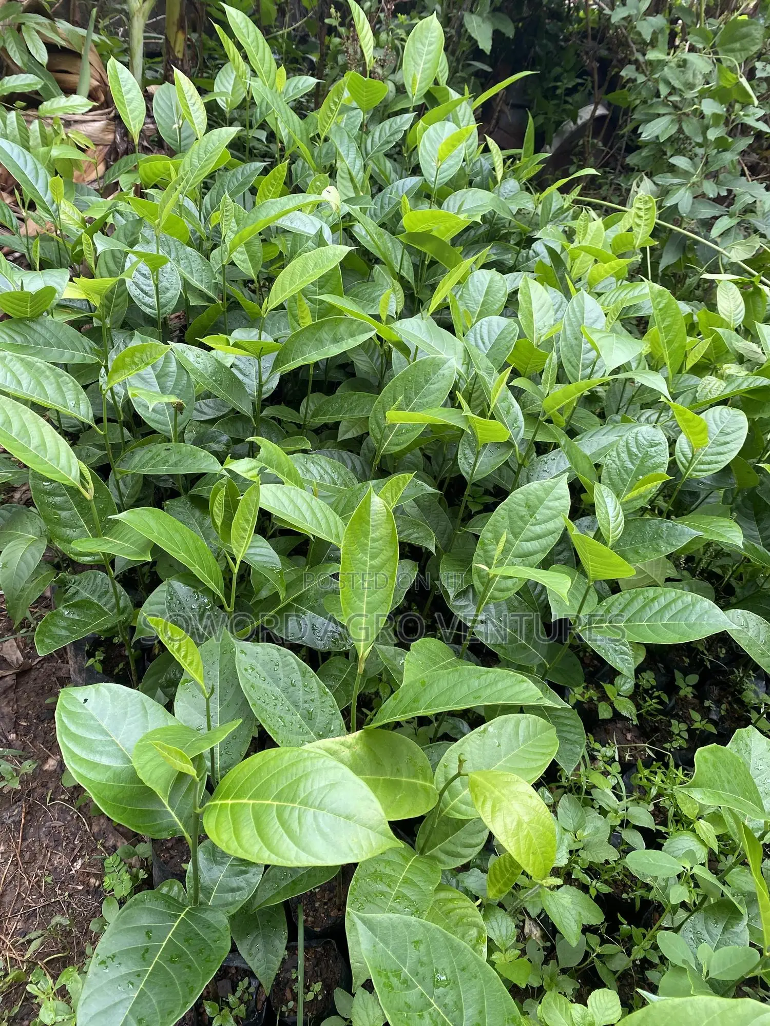 Jackfruit Seedlings