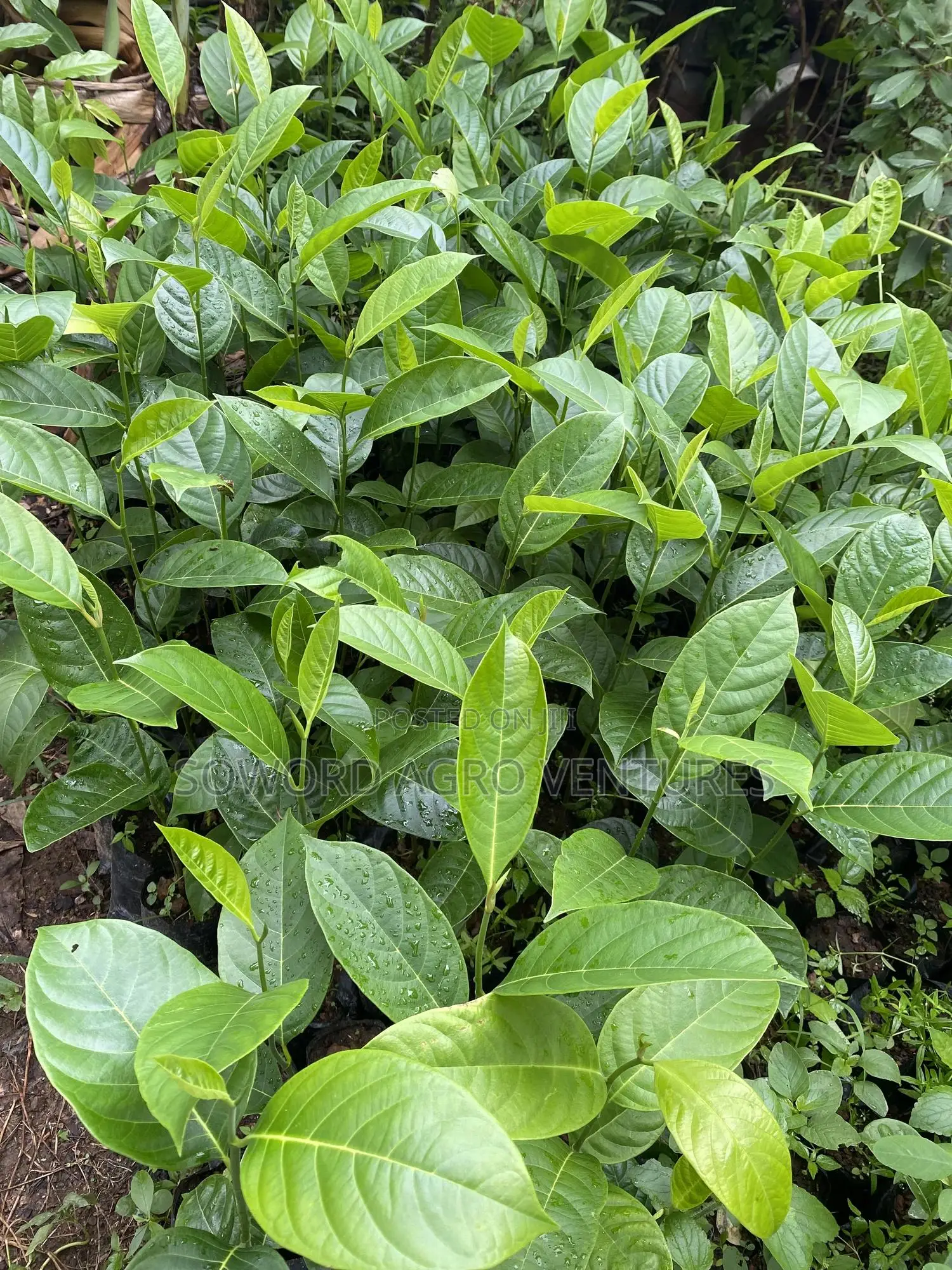 Jackfruit Seedlings