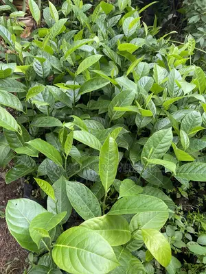 Jackfruit Seedlings