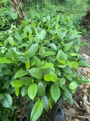 Jackfruit Seedlings