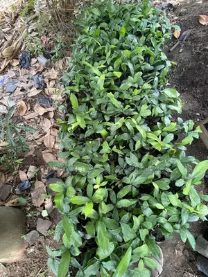 Bitter-Kola Seedlings