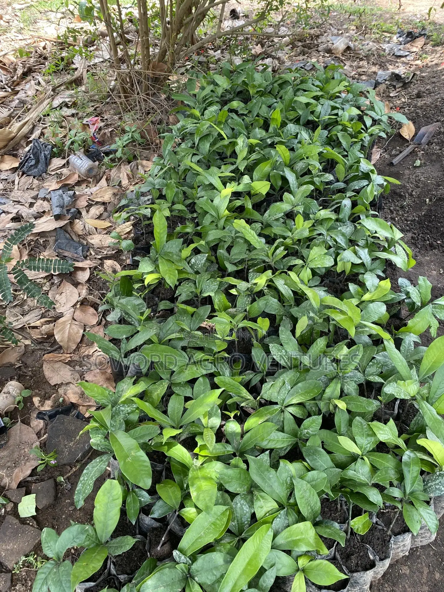 Bitter-Kola Seedlings