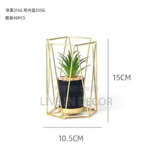 Golden Cage Plants