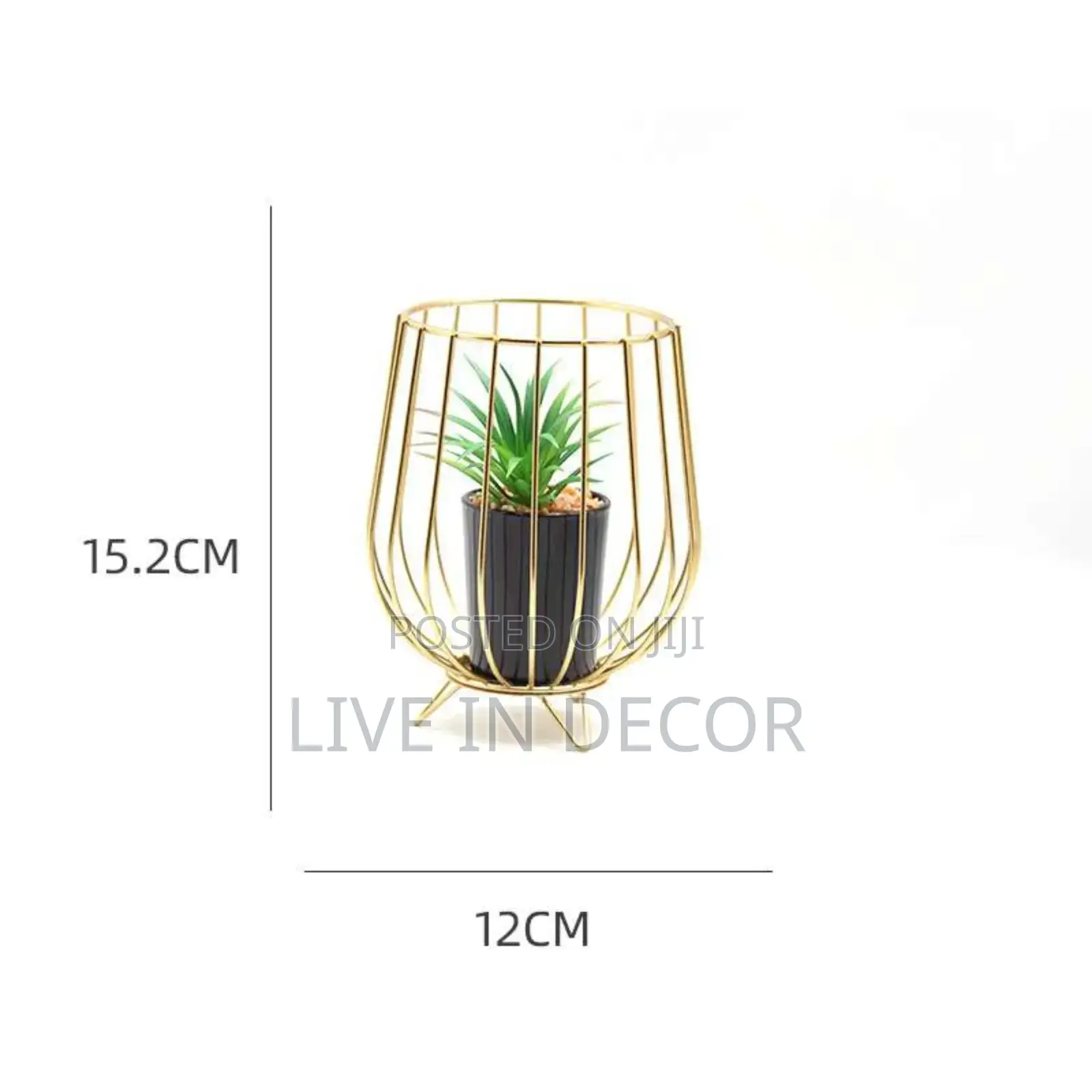 Golden Cage Plants