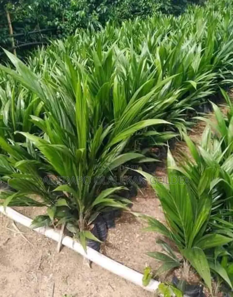 Tenera Oil Palm Seedlings