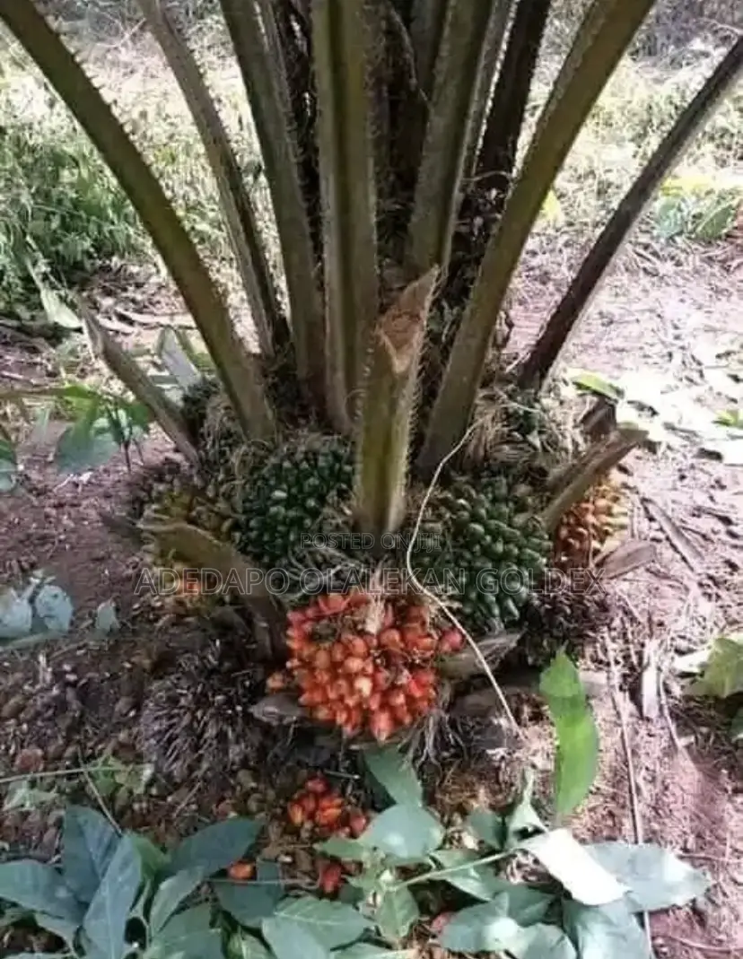 Tenera Oil Palm Seedlings