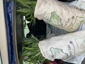 Tenera Oil Palm Seedlings