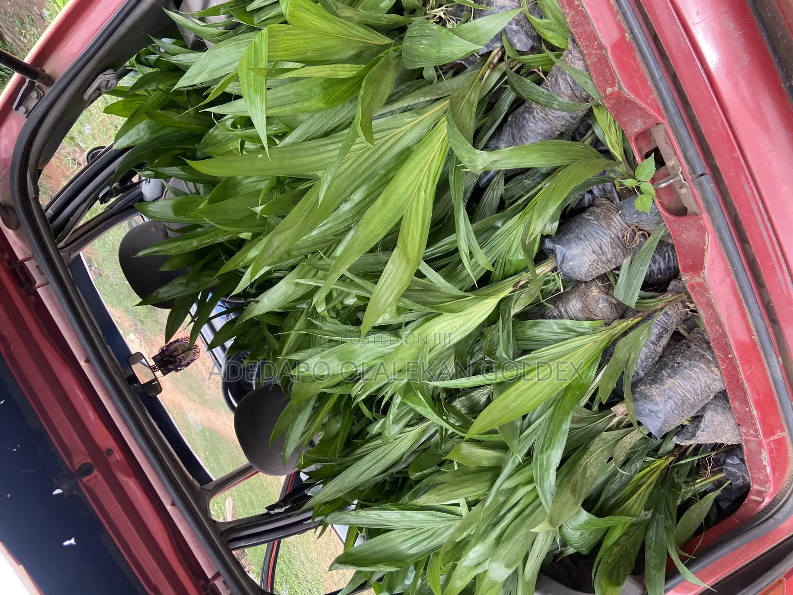 Tenera Oil Palm Seedlings