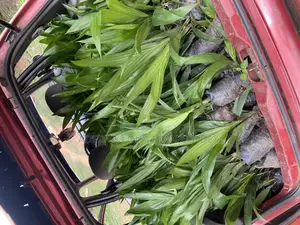 Tenera Oil Palm Seedlings