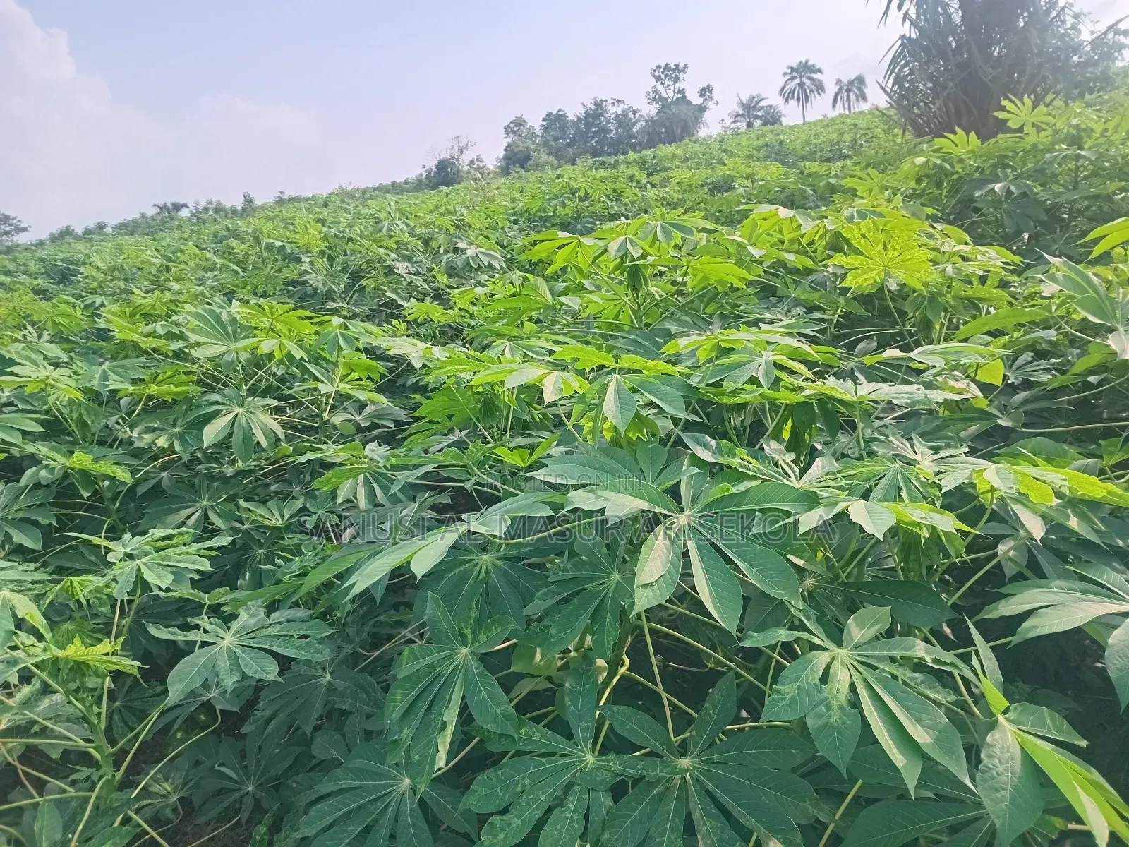 Game Changer Cassava Stems