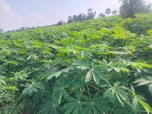 Game Changer Cassava Stems