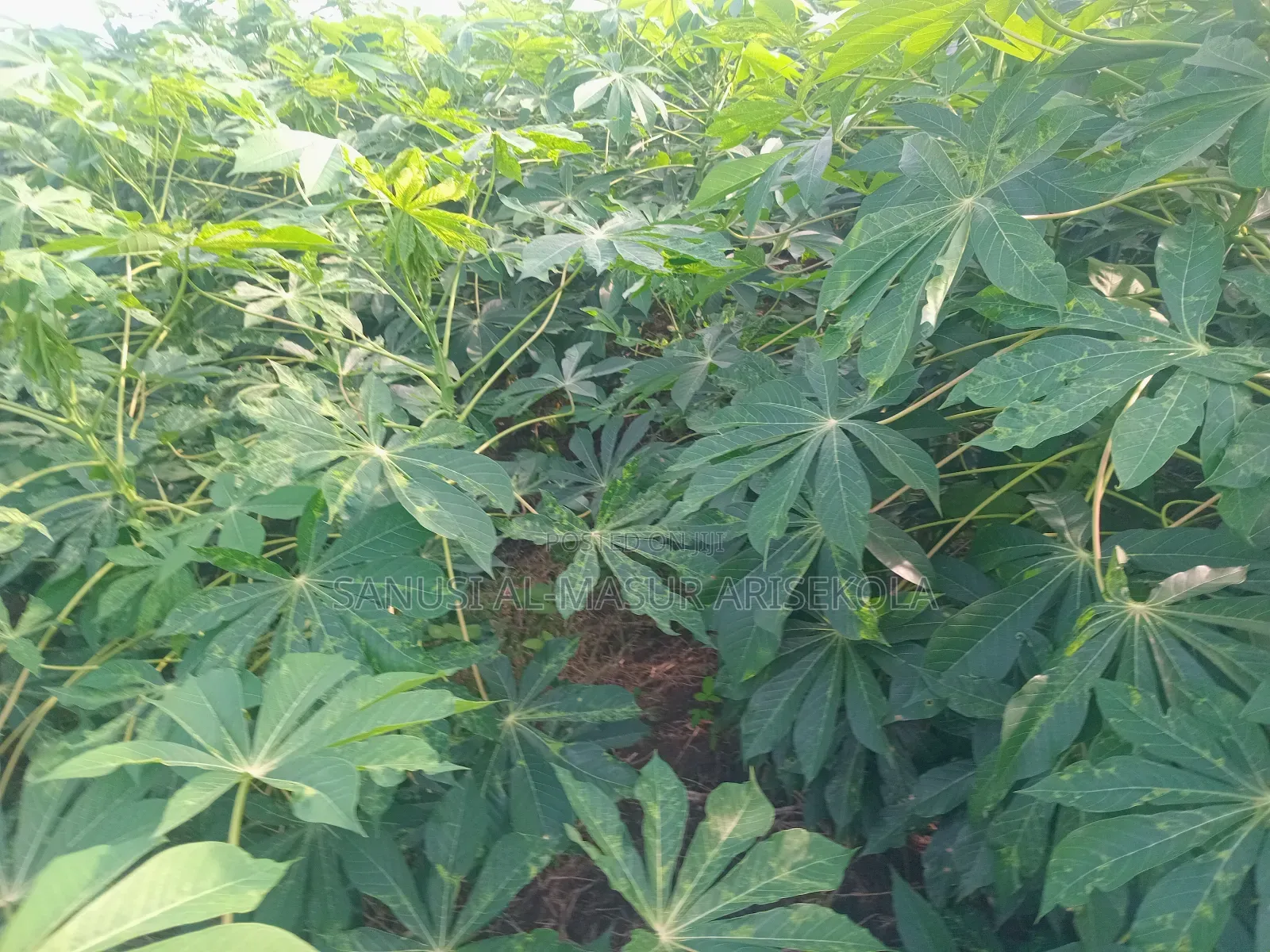 Game Changer Cassava Stems