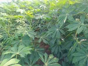 Game Changer Cassava Stems
