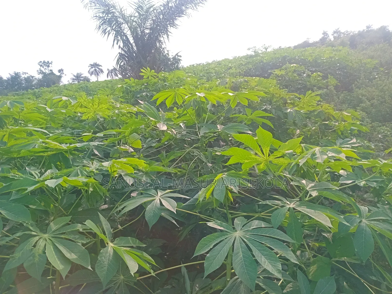 Game Changer Cassava Stems