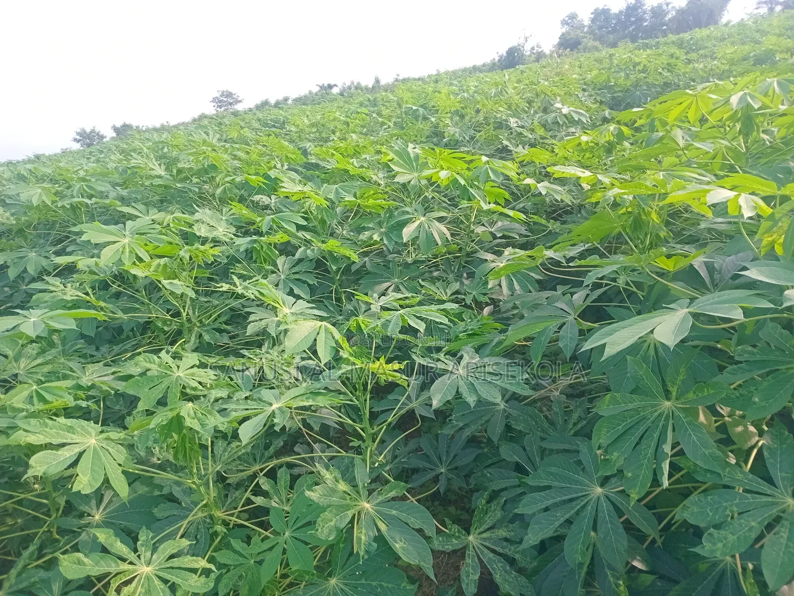 Game Changer Cassava Stems