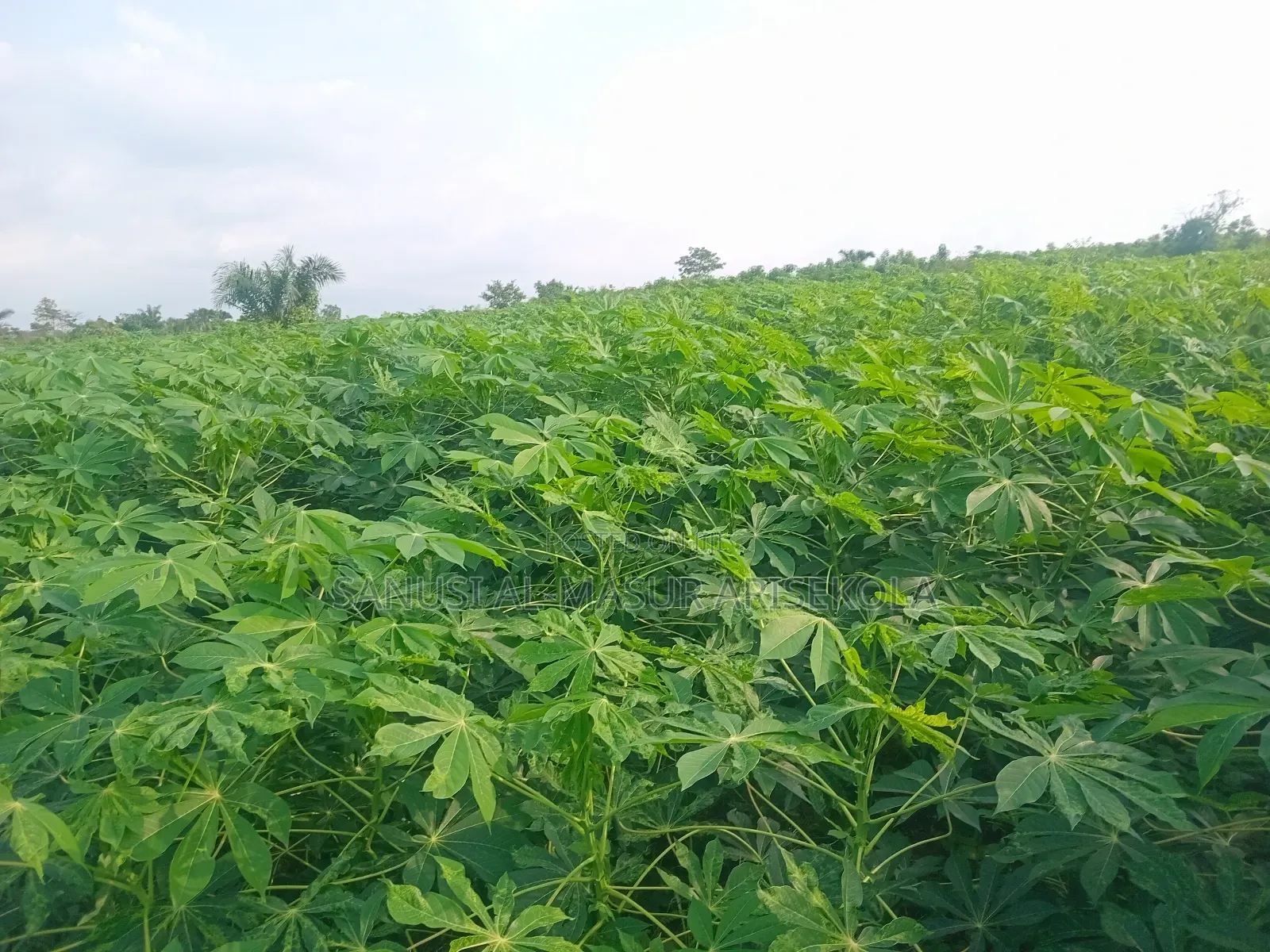 Game Changer Cassava Stems