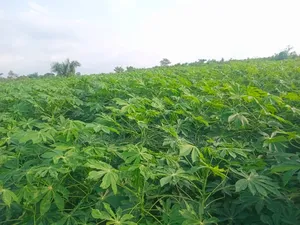 Game Changer Cassava Stems