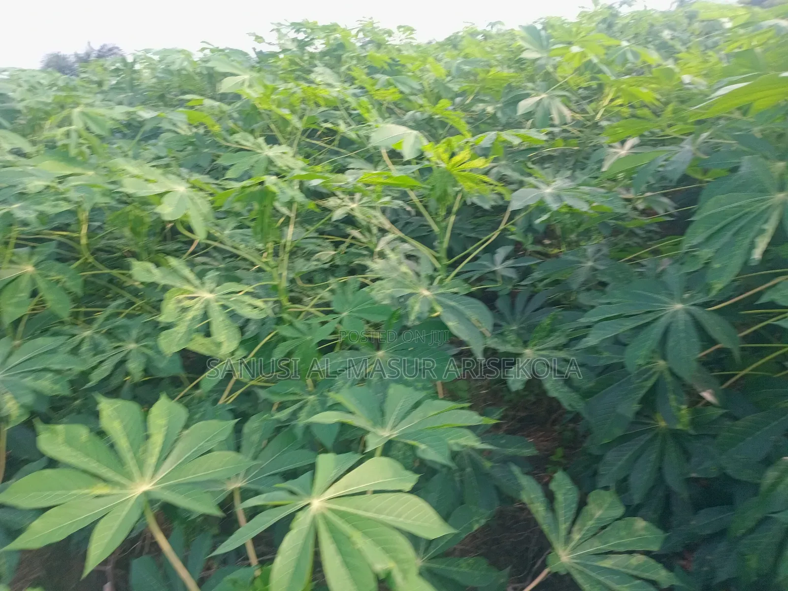 Game Changer Cassava Stems