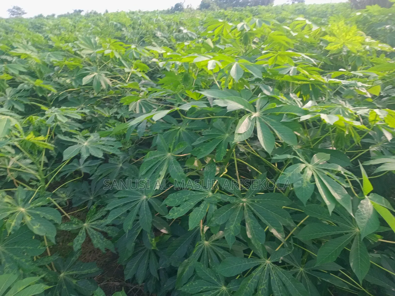 Game Changer Cassava Stems