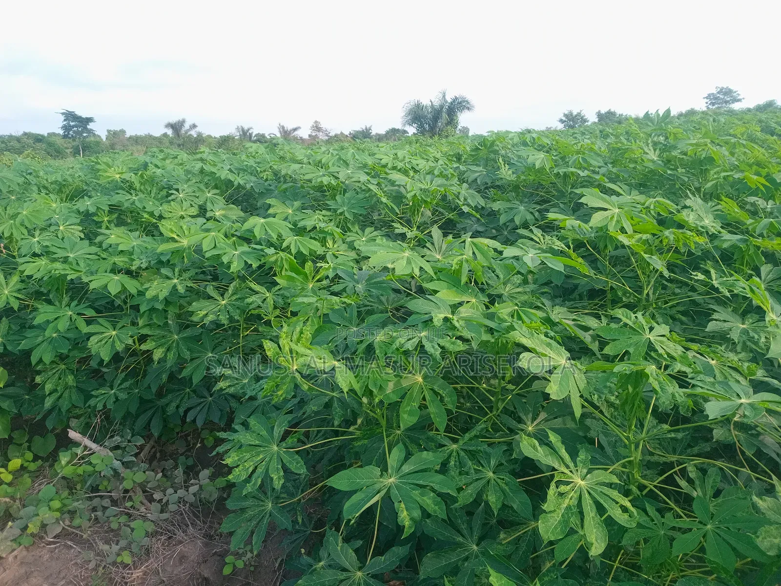 Game Changer Cassava Stems
