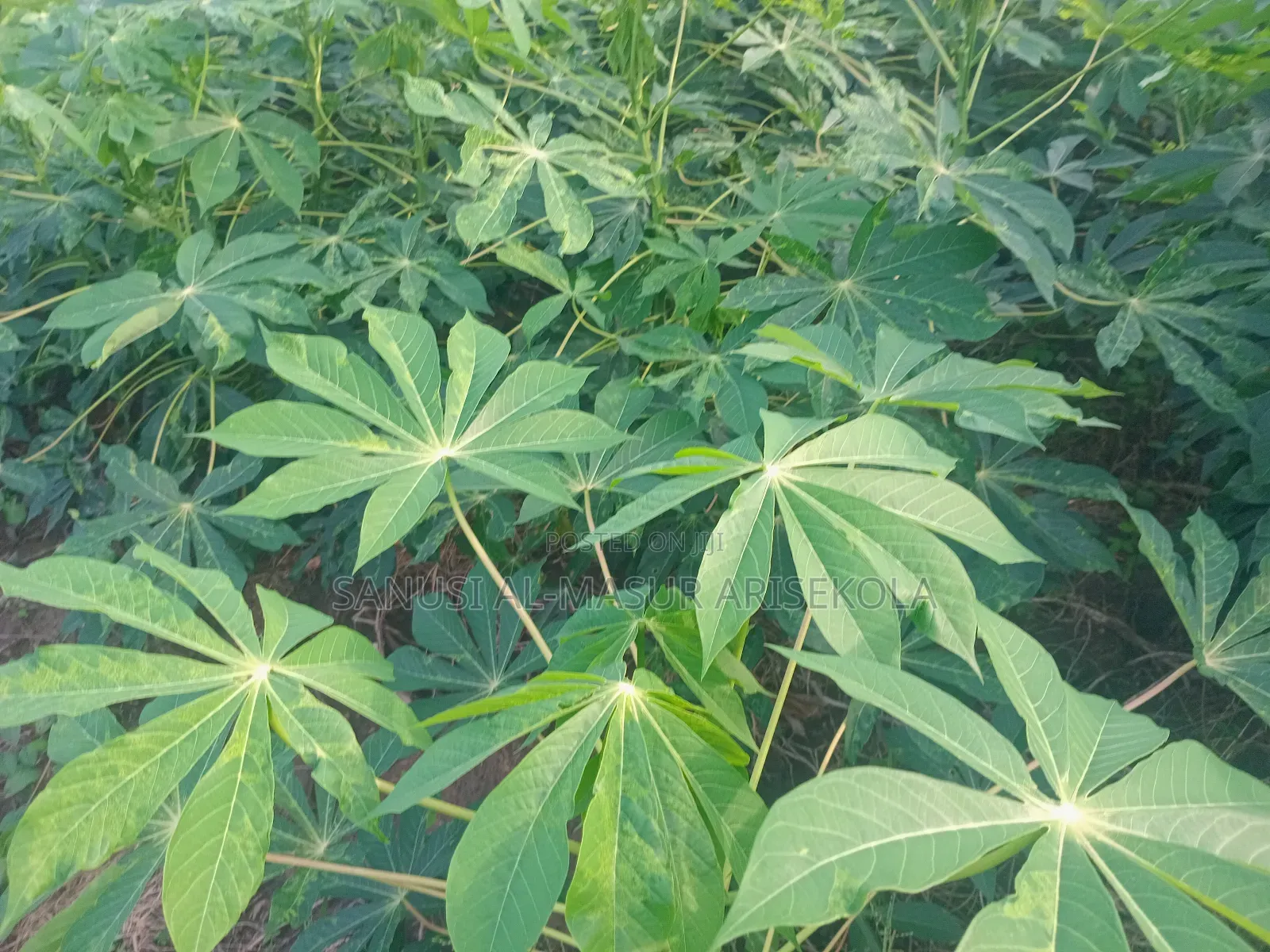 Game Changer Cassava Stems