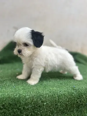 1-3 months Female Purebred Lhasa Apso