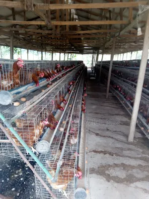 Az Poultry Service Nigeria Limited