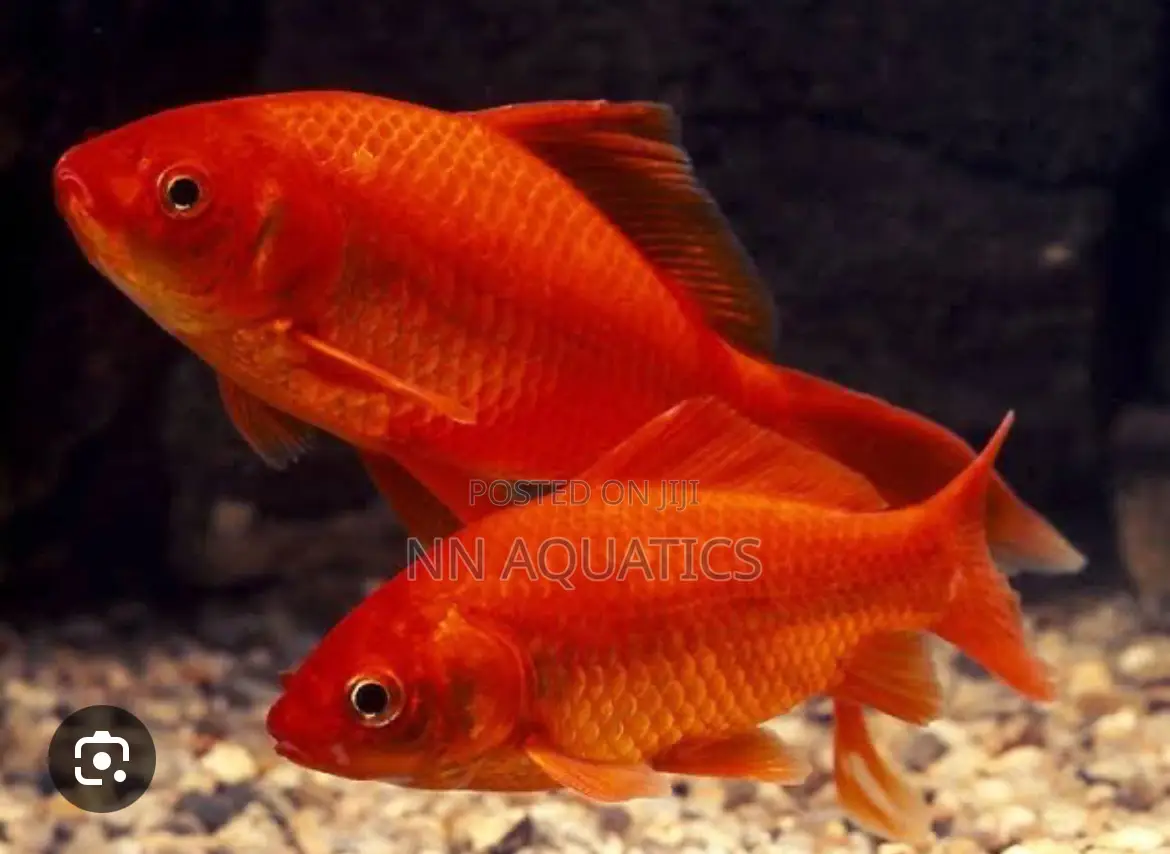 Gold Fishes in Different Size