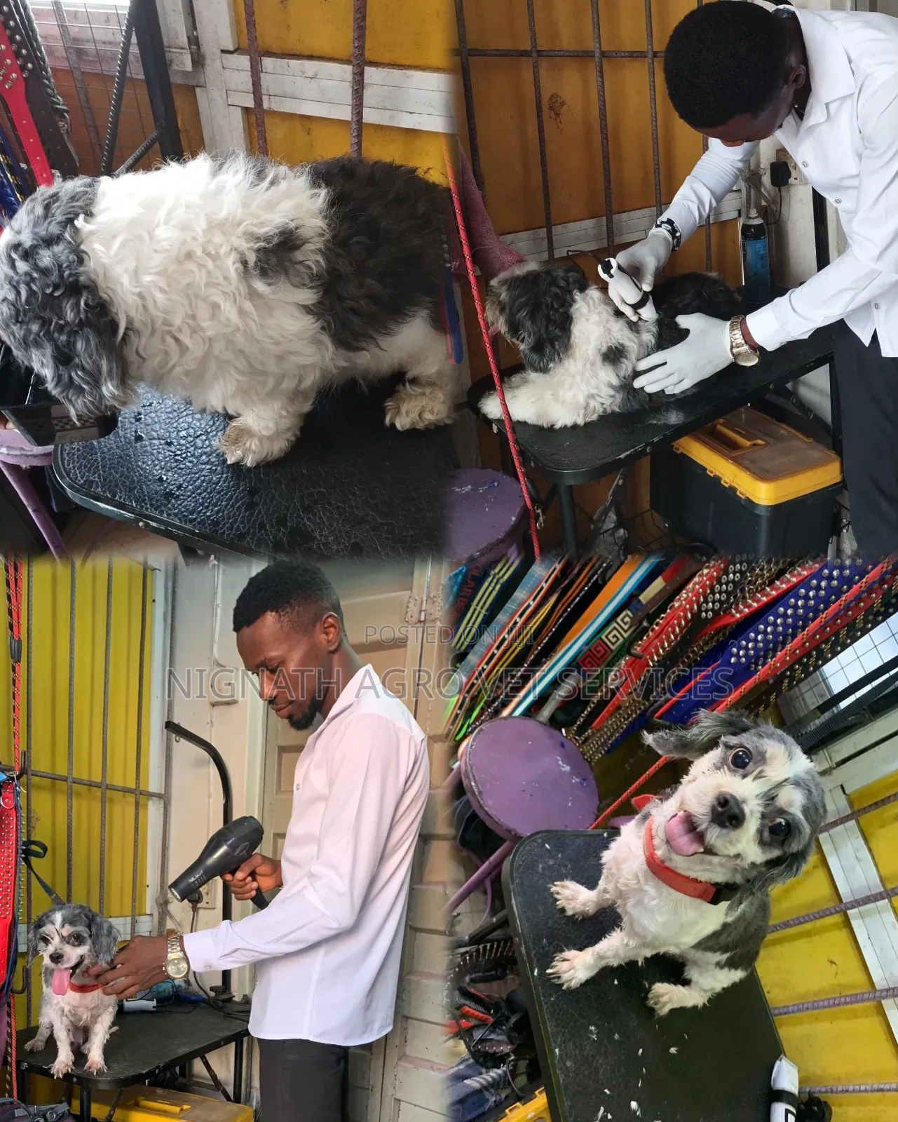 Veterinary Doctor