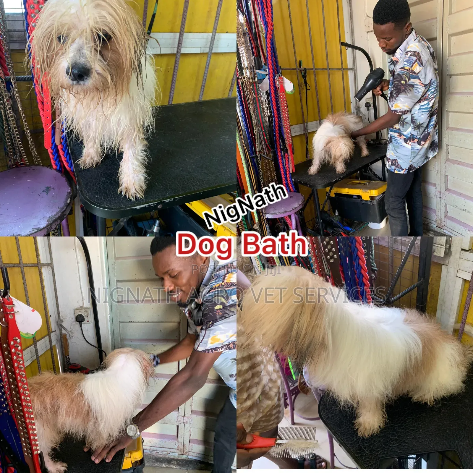 Veterinary Doctor