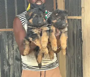 1-3 months Female Purebred German Shepherd