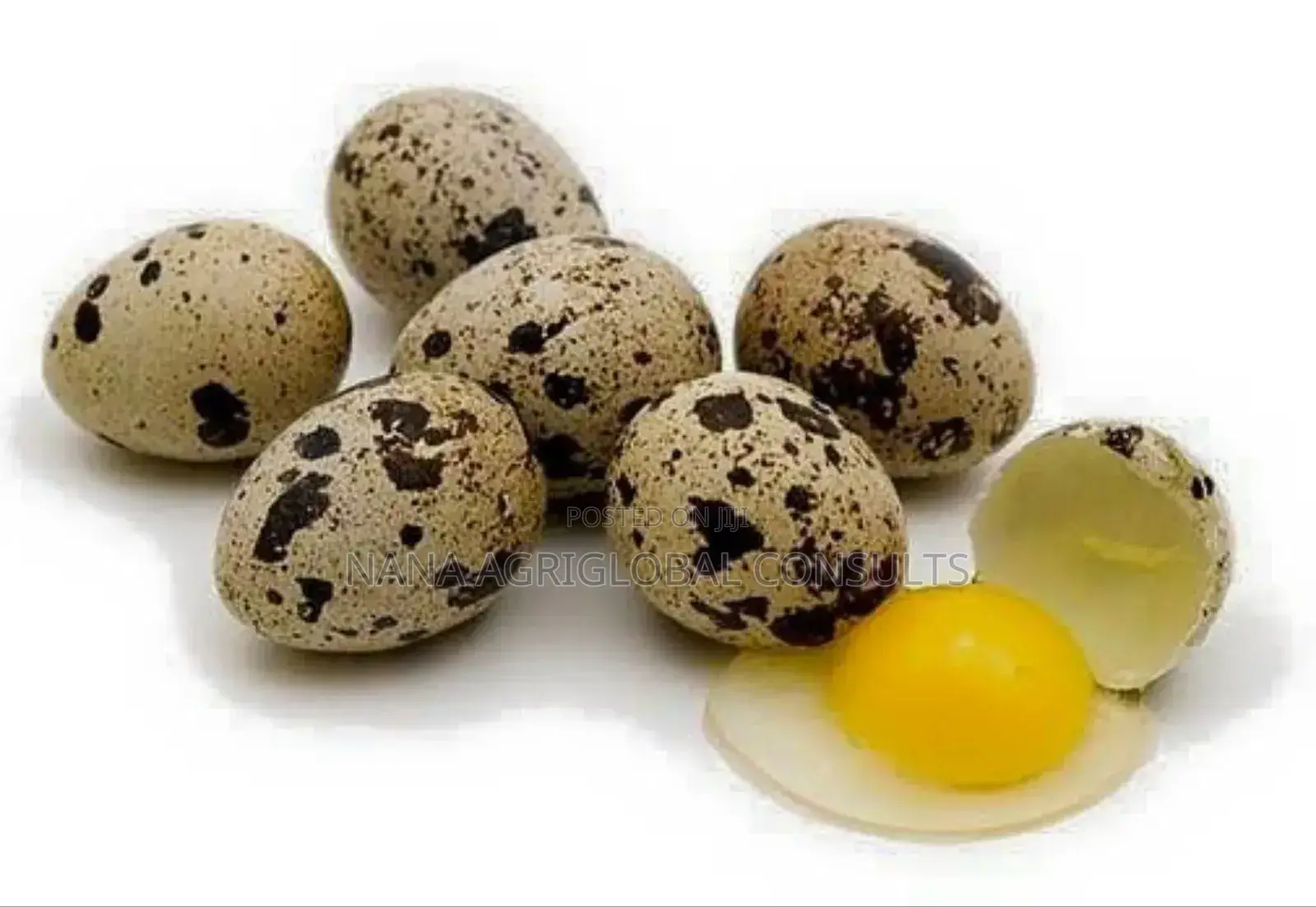 Quails Bird And Eggs