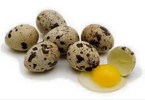 Quails Bird And Eggs